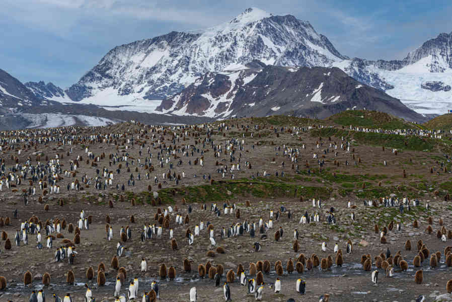 Pingüino Rey - islas Georgias del Sur 002.jpg